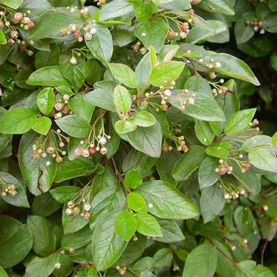 Кизильник блестящий в Сургуте