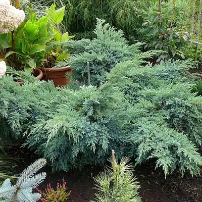 Можжевельник БЛЮ ШВЕД (СВИД) чешуйчатый  Можжевельник БЛЮ ШВЕД (СВИД) чешуйчатый в Сургуте