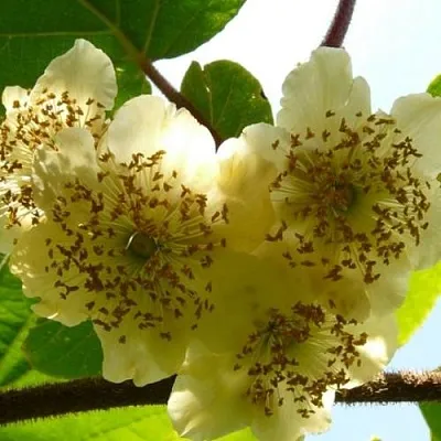 Актинидия АТЛАС (МУЖСКОЙ) в Сургуте