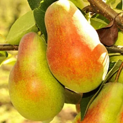 Груша РУССКАЯ КРАСАВИЦА (КРАСАВИЦА ЧЕРНЕНКО)  Груша РУССКАЯ КРАСАВИЦА (КРАСАВИЦА ЧЕРНЕНКО) в Сургуте