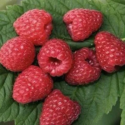 Малина ЗЮГАНА в Сургуте