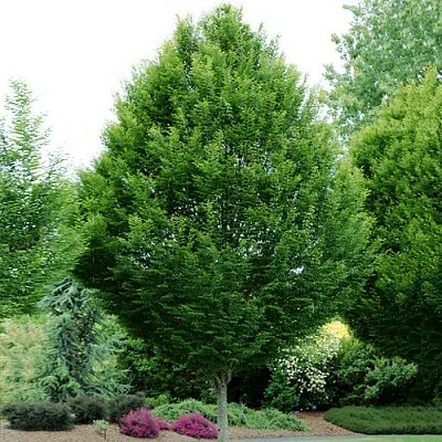 Граб в Сургуте