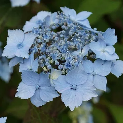 Гортензия БЛЮ ДЕКЛ пильчатая  Гортензия БЛЮ ДЕКЛ пильчатая в Сургуте