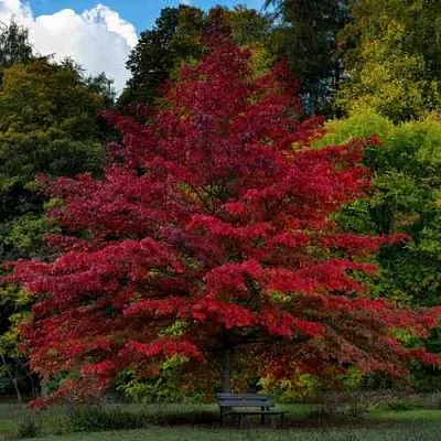 Дуб болотный  Дуб болотный в Сургуте