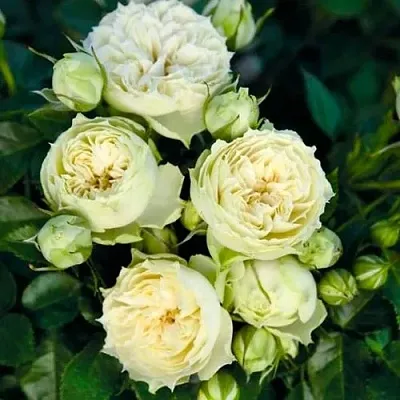 Саженцы роз БЛАНШЕТТ спрей  Саженцы роз БЛАНШЕТТ спрей в Сургуте