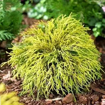 Кипарисовик ВАВЕЛ горохоплодный  Кипарисовик ВАВЕЛ горохоплодный в Сургуте