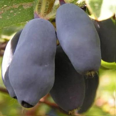 Жимолость съедобная КРУПНОПЛОДНАЯ в Сургуте