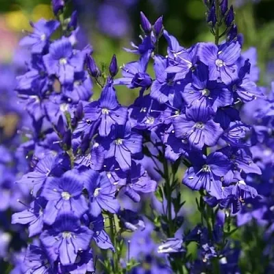 Вероника австрийская  Вероника австрийская в Сургуте