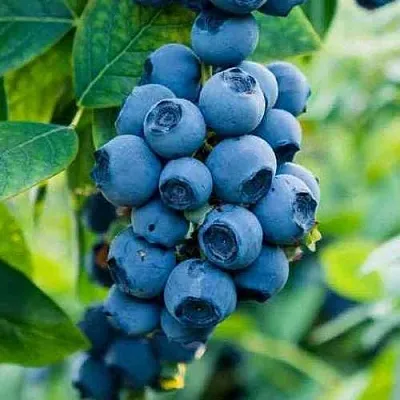 Голубика БОНИФАЦИЙ  Голубика БОНИФАЦИЙ в Сургуте