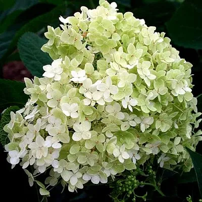 Гортензия СТЕРИЛИС древовидная   Гортензия СТЕРИЛИС древовидная  в Сургуте