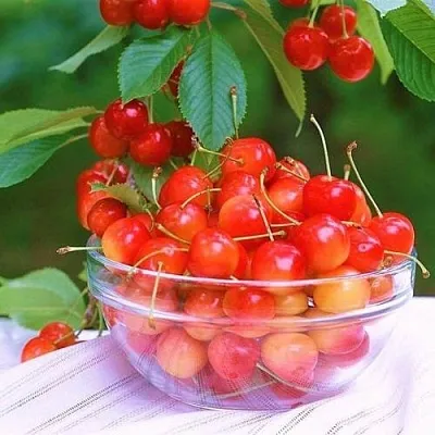 Черешня НАСЛАЖДЕНИЕ в Сургуте