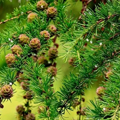 Лиственница в Сургуте