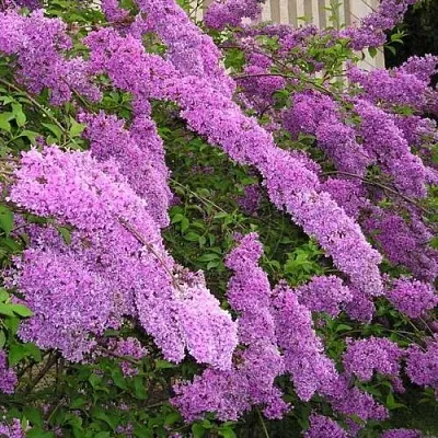 Сирень КИТАЙСКАЯ  Сирень КИТАЙСКАЯ в Сургуте