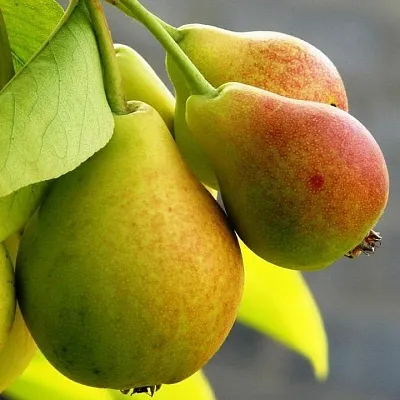 Груша в Сургуте