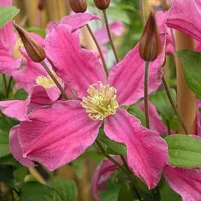 Клематис ИНСПИРЕЙШН ЗОЙН  Клематис ИНСПИРЕЙШН ЗОЙН в Сургуте