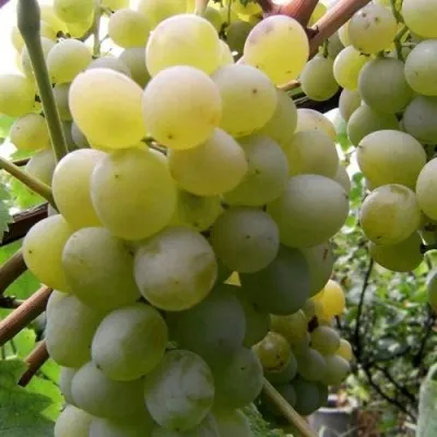 Виноград ТАЛИСМАН в Сургуте