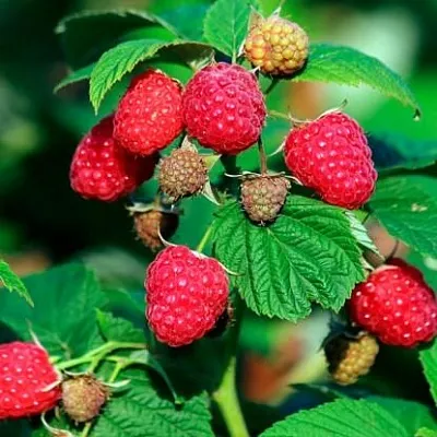 Малиновое дерево  Малиновое дерево в Сургуте