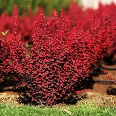 Барбарис ОРАНЖ РОКЕТ тунберга  Барбарис ОРАНЖ РОКЕТ тунберга в Сургуте