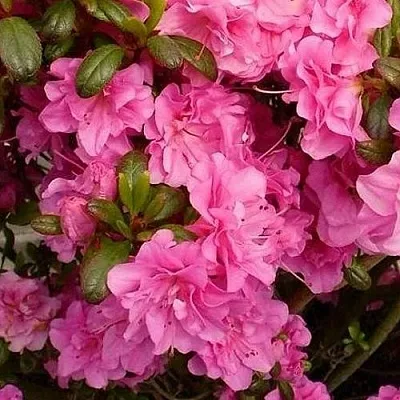 Азалия ПЕТТИКОУТ японская  Азалия ПЕТТИКОУТ японская в Сургуте