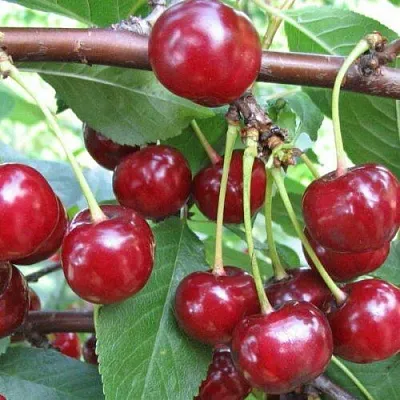 Вишня ТУРГЕНЕВКА  Вишня ТУРГЕНЕВКА в Сургуте