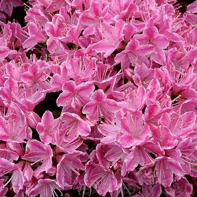 Азалия КЕРМЕСИНА РОУЗ японская  Азалия КЕРМЕСИНА РОУЗ японская в Сургуте