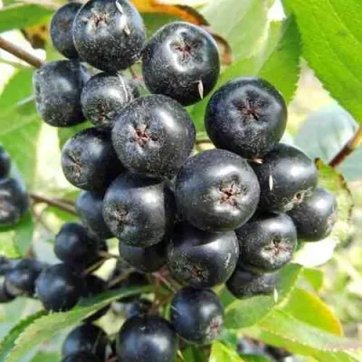 Рябина НЕРО черноплодная в Сургуте