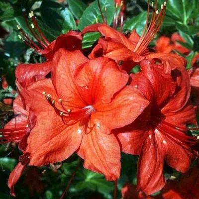 Азалия ДОЛОРОСО листопадная  Азалия ДОЛОРОСО листопадная в Сургуте