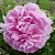 Пион РИМ травянистый в Сургуте