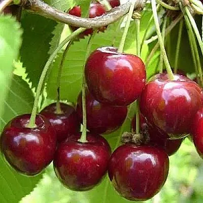 Вишня ХАРИТОНОВСКАЯ  Вишня ХАРИТОНОВСКАЯ в Сургуте