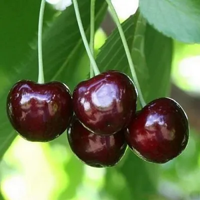 Черешня ЛЕНИНГРАДСКАЯ ЧЁРНАЯ в Сургуте