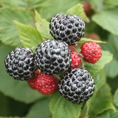 Черная  Черная в Сургуте