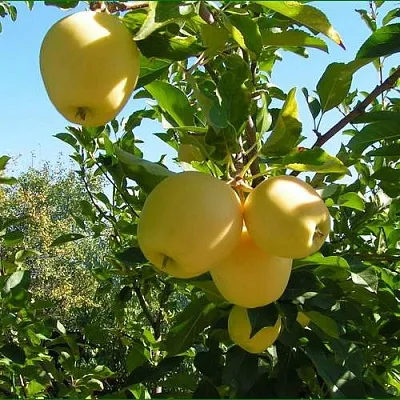 Яблоня ГОЛДЕН МИЛЛЕНИУМ  Яблоня ГОЛДЕН МИЛЛЕНИУМ в Сургуте