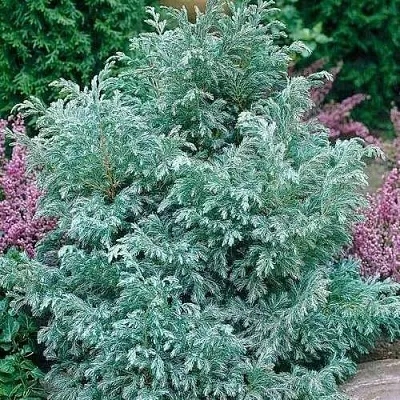 Кипарисовик БУЛЕВАРД горохоплодный  Кипарисовик БУЛЕВАРД горохоплодный в Сургуте