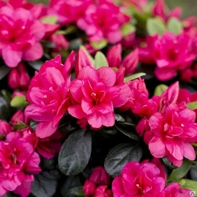 Азалия КАНЗОНЕТТА японская  Азалия КАНЗОНЕТТА японская в Сургуте