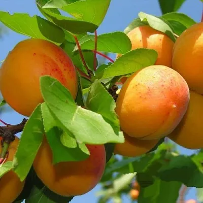 Абрикос КИЕВСКИЙ РАННИЙ в Сургуте