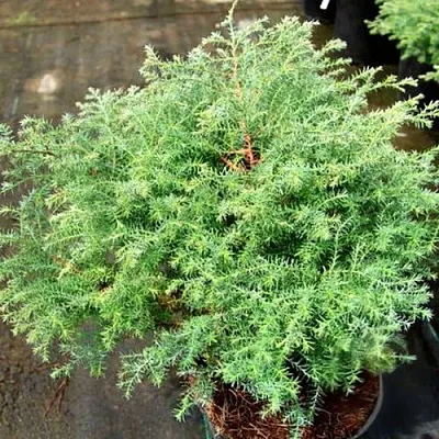 Кипарисовик СКВАРРОЗА горохоплодный  Кипарисовик СКВАРРОЗА горохоплодный в Сургуте