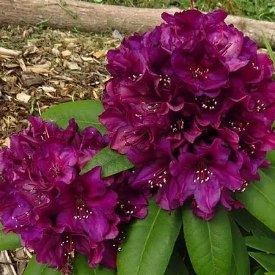 Рододендрон ПОЛАРНАХТ в Сургуте