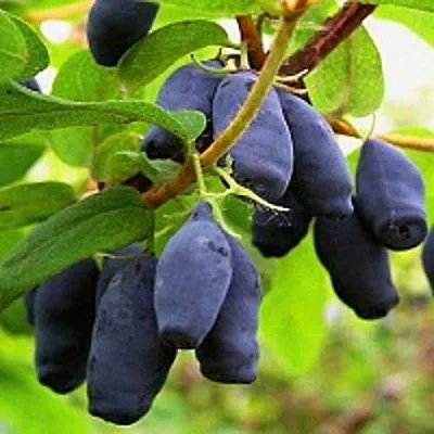 Жимолость съедобная МОСКОВСКАЯ в Сургуте
