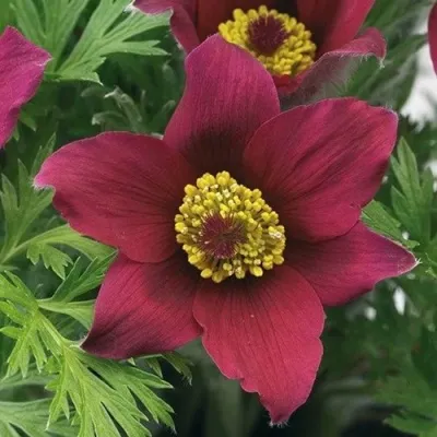 Прострел ПИНВИЛ РЕД ШЕЙДЕС в Сургуте