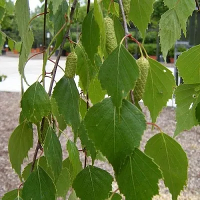 Береза ФАСЦИНЕЙШЕН белая   Береза ФАСЦИНЕЙШЕН белая  в Сургуте