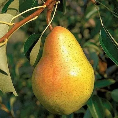 Груша ВЕЛЕСА  Груша ВЕЛЕСА в Сургуте