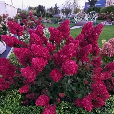 Гортензия САМАРСКАЯ ЛИДИЯ метельчатая  Гортензия САМАРСКАЯ ЛИДИЯ метельчатая в Сургуте