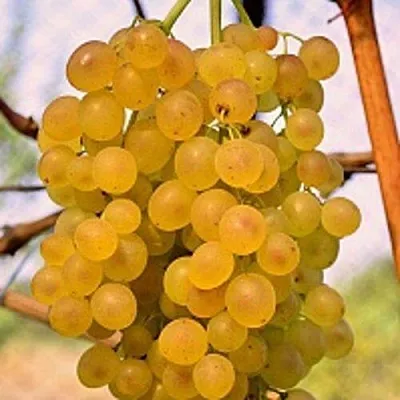 Виноград КИШМИШ КОКТЕЙЛЬ  Виноград КИШМИШ КОКТЕЙЛЬ в Сургуте