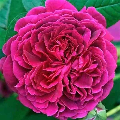 Саженцы роз ВИЛЬЯМ ШЕКСПИР английская  Саженцы роз ВИЛЬЯМ ШЕКСПИР английская в Сургуте