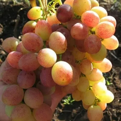 Виноград ТАСОН  Виноград ТАСОН в Сургуте