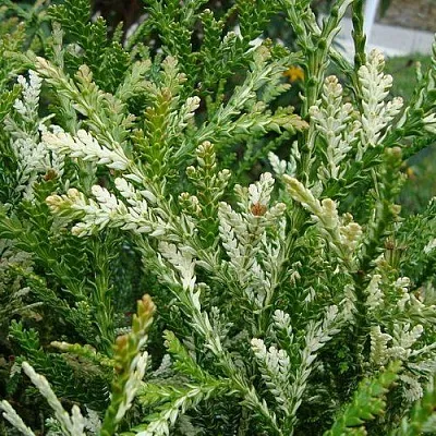 Туевик ВАРИЕГАТА долотовидный   Туевик ВАРИЕГАТА долотовидный  в Сургуте