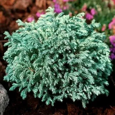 Кипарисовик БЕБИ БЛЮ горохоплодный  Кипарисовик БЕБИ БЛЮ горохоплодный в Сургуте