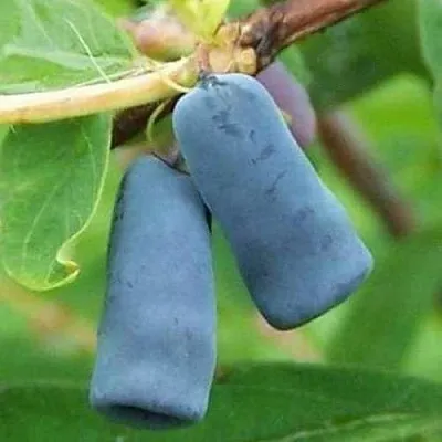 Жимолость съедобная ЗИНРИ в Сургуте