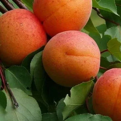 Абрикос ГРАФИНЯ в Сургуте