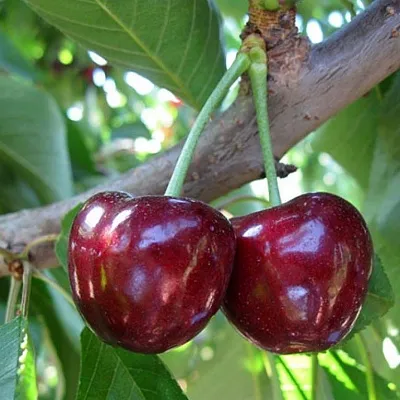 Черешня СЮБАРОВСКАЯ в Сургуте